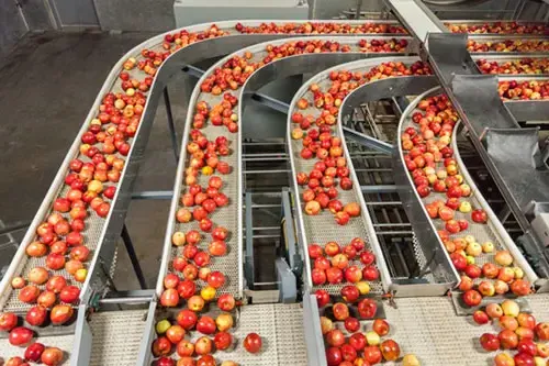 Clean and fresh gala apples on a conveyor belt in a fruit packaging warehouse